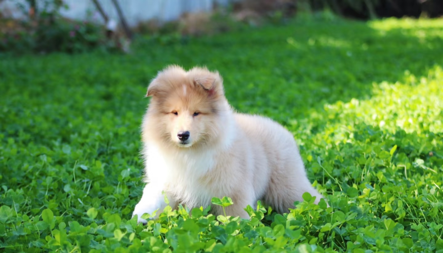 粗毛柯利犬、长毛牧羊犬、柯利犬、柯利牧羊犬